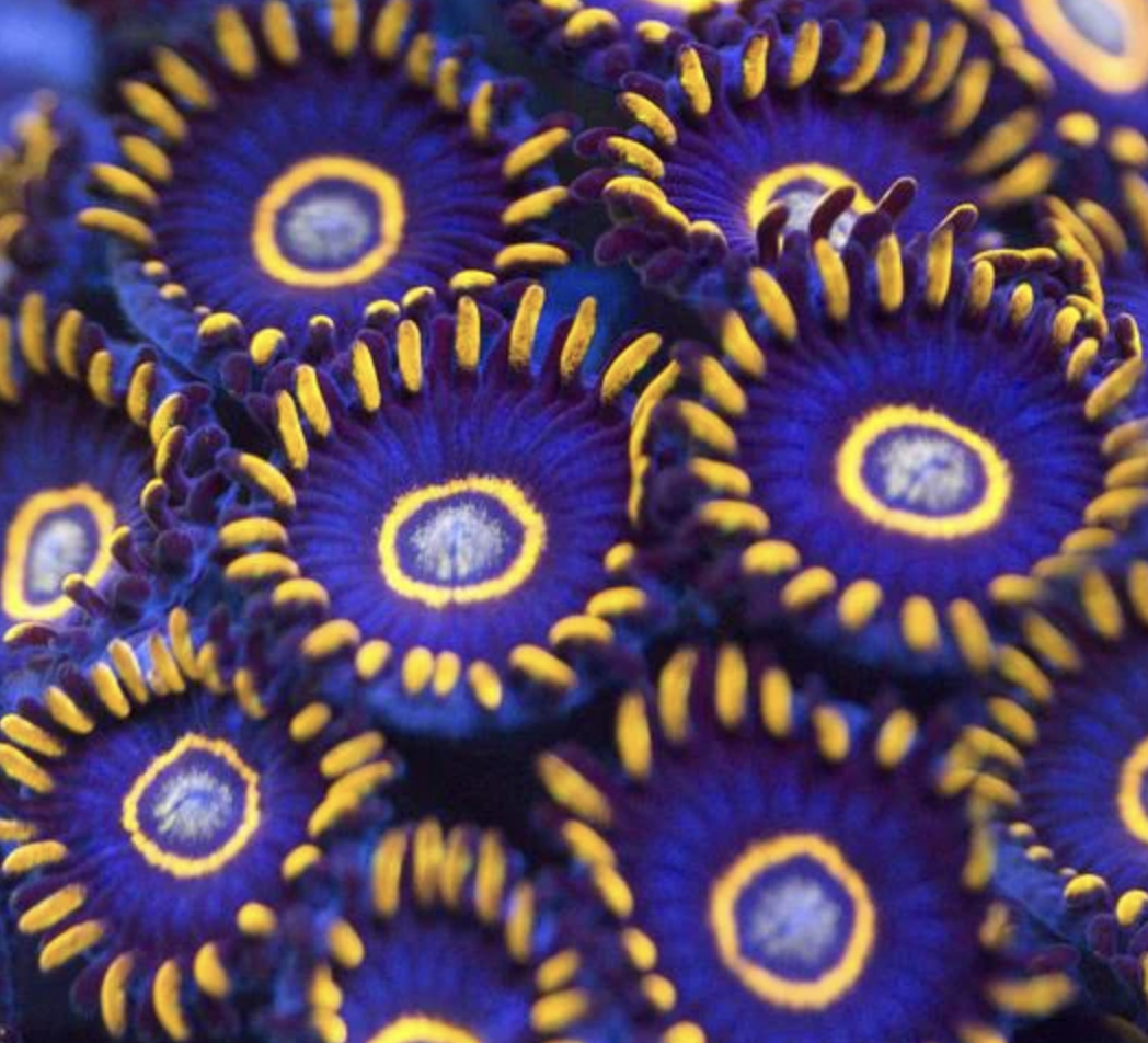 Blue Hornet Zoa Frag