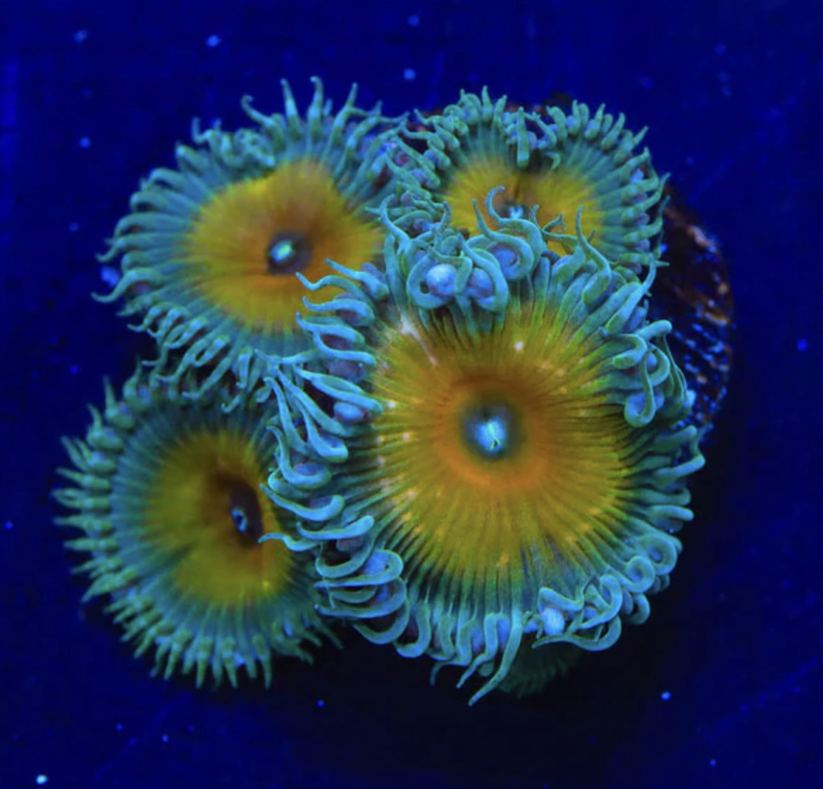 Captain Jerk Palythoas Frag