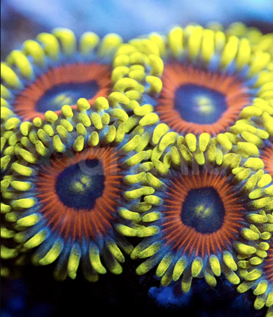 Eagle Eye Zoanthids Frag