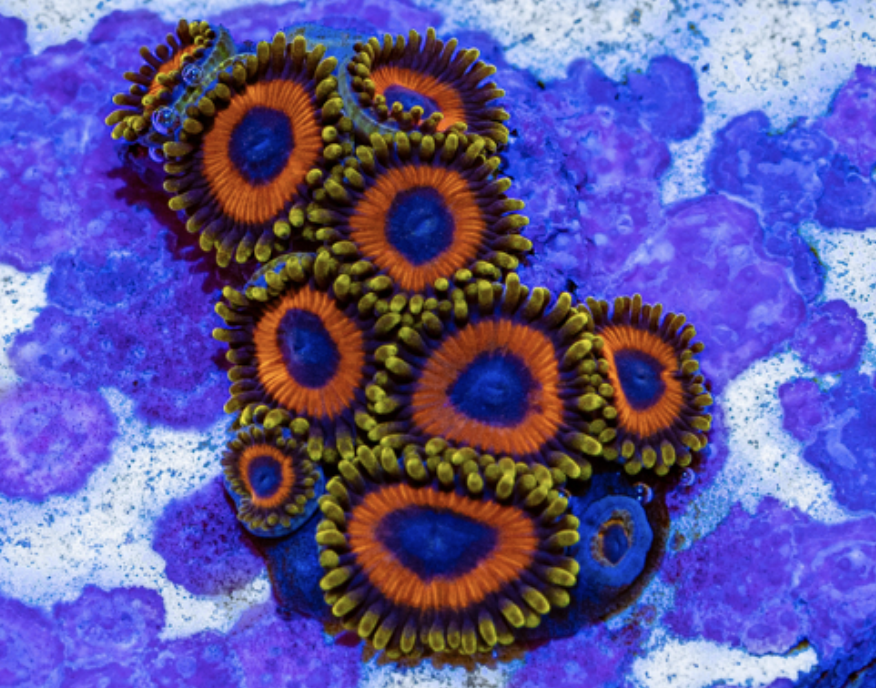 Jungle Juice Zoanthid Frag