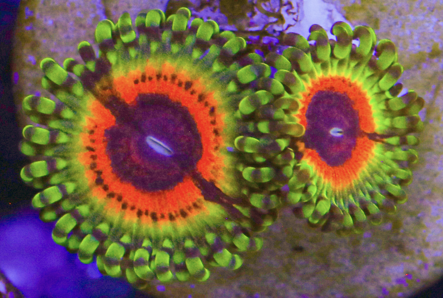 Little Shop of Horror Zoa Frag