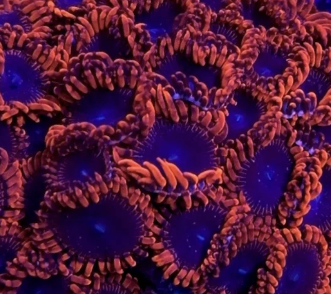 Lunar Eclipse Zoa Frag