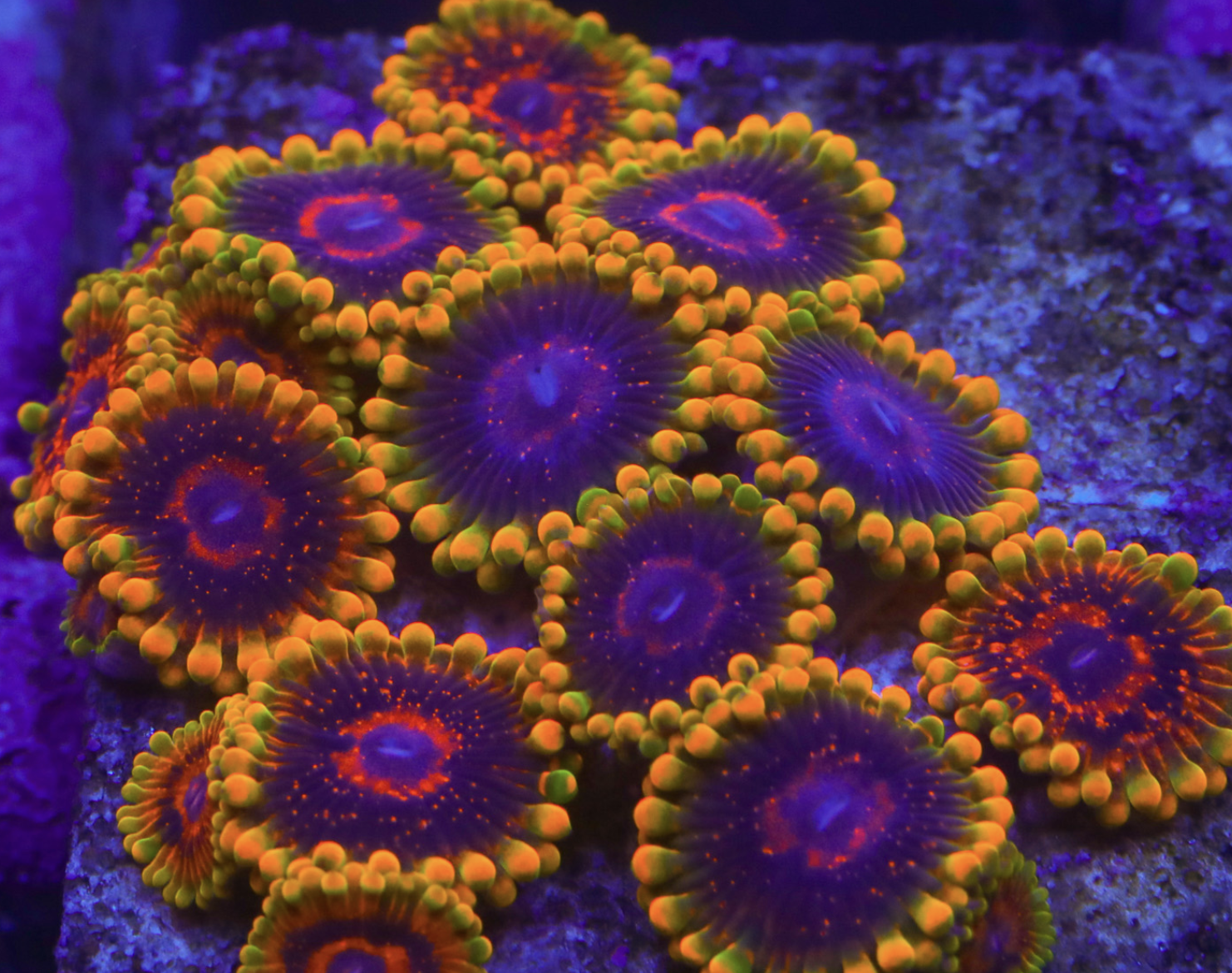 Mind Trick Zoa Frag