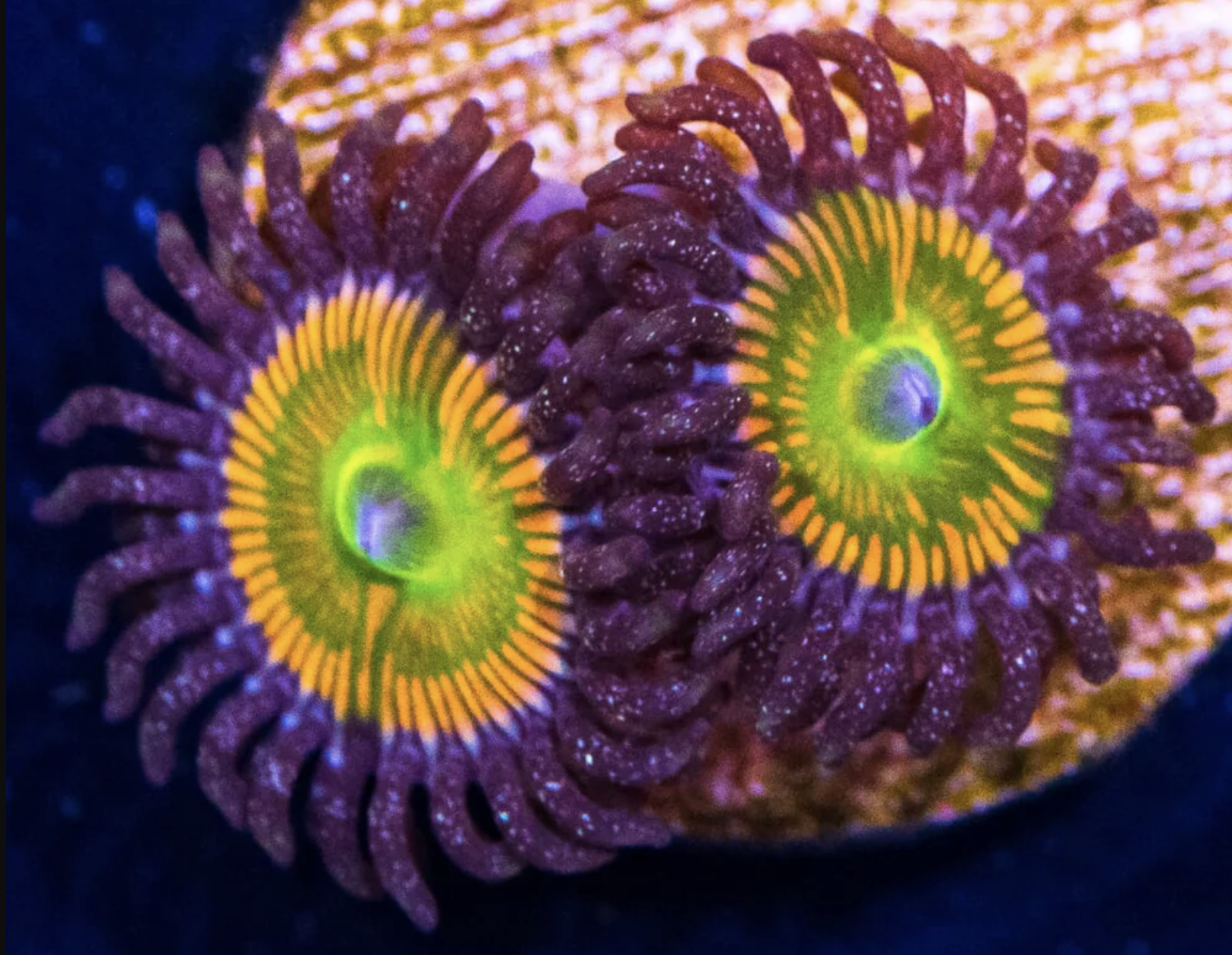 Sunny Delight Zoa Frag