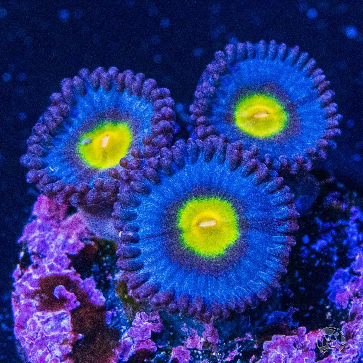 AOI Zoanthid Frag